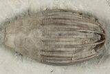 Fossil Crinoid (Eucalyptocrinus) Crown - Waldron Shale, Indiana #197619-1